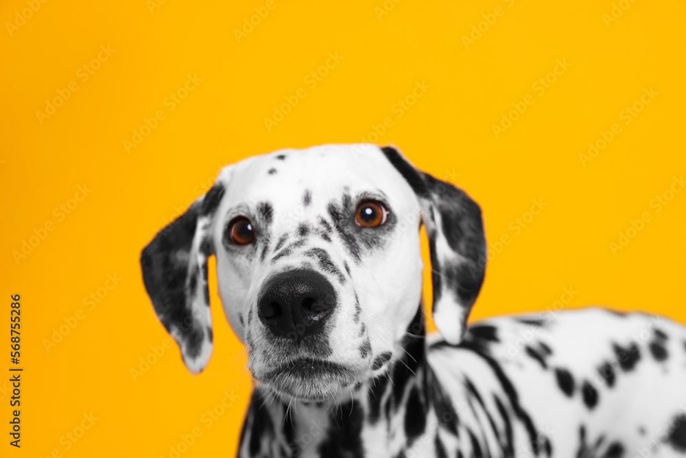 Adorable Dalmatian dog on yellow background. Lovely pet Adorable Dalmatian dog on yellow background. Lovely pet