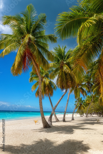 Amazing tropical paradise beach with white sand  coconut palms  sea and blue sky  outdoor travel background  summer holiday concept  natural wallpaper. Caribbean  Saona island  Dominican Republic