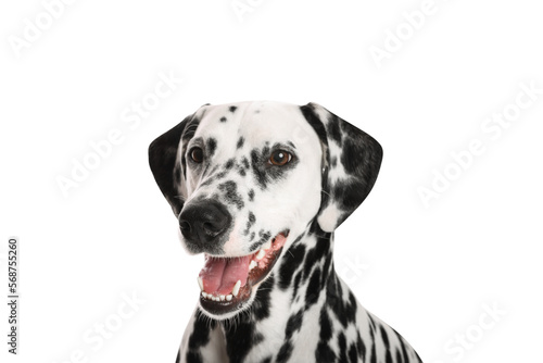 Adorable Dalmatian dog on white background. Lovely pet