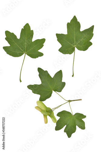 Acer campestre