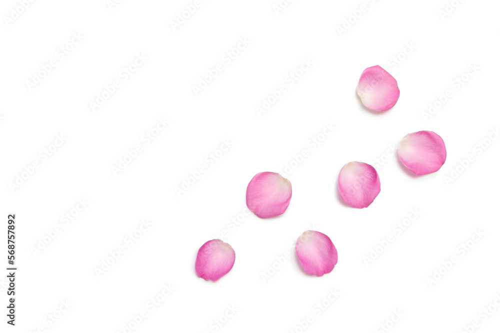 Fototapeta premium Pink rose petals isolated on white background