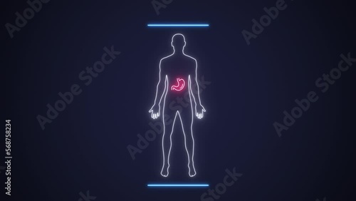Analysis of human male silhouette scan with x ray gastro organs. Interface exam digestive systemin sick red and healthy green state. Concept of diagnosis medicine and healthcare. High quality 4k
