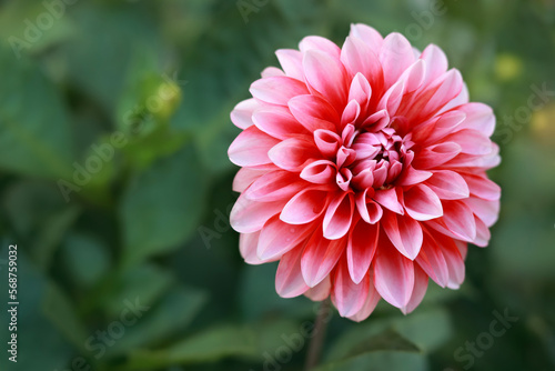 Fresh pink Dahlia flower head on light green defocused background. Dahlia petals closeup. Pink Dahlia blooming. Big summer flowers. Floral background. Valentines day. Mothers day. Copy space