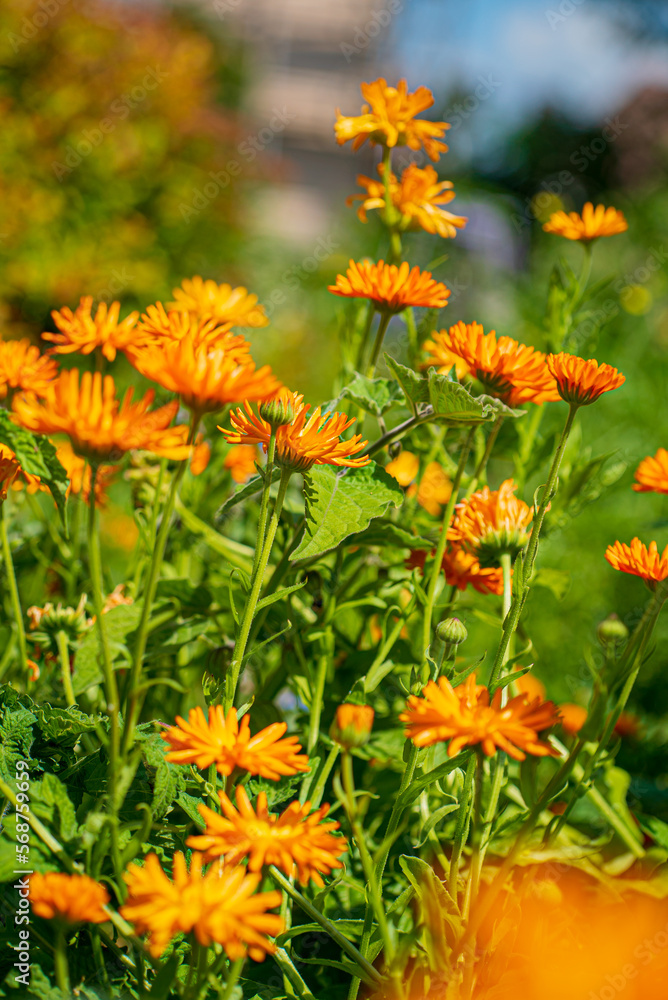 Garden marigold (Calendula officinalis) flowers, view from above Garden marigold (Calendula officinalis) flowers, view from above