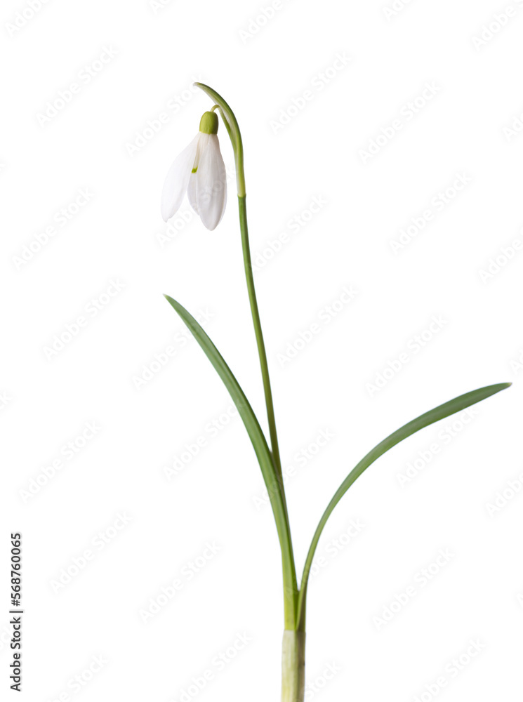 Snowdrop flower isolated on white background. Selective focus