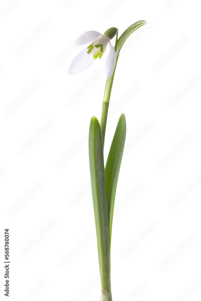 Snowdrop flower isolated on white background. Snowdrop flower isolated on white background.