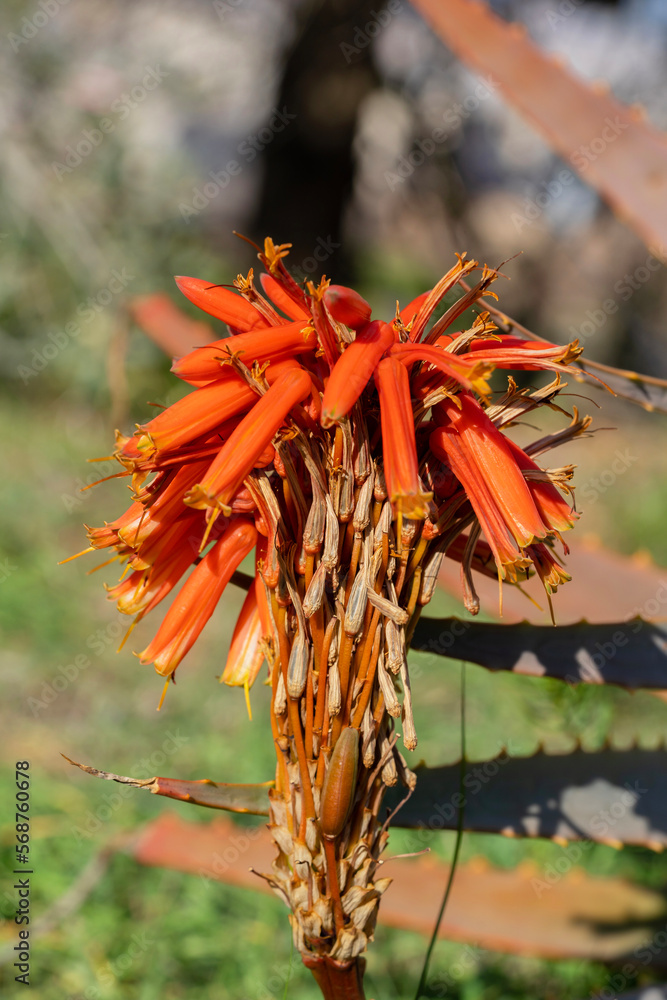Red flower of Aloe succulent plant, California USA. Desert flora, arid climate, close up natural botanical background. Vivid and juicy flower of Aloe Vera. Gardening Red flower of Aloe succulent plant, California USA. Desert flora, arid climate, close up natural botanical background. Vivid and juicy flower of Aloe Vera. Gardening