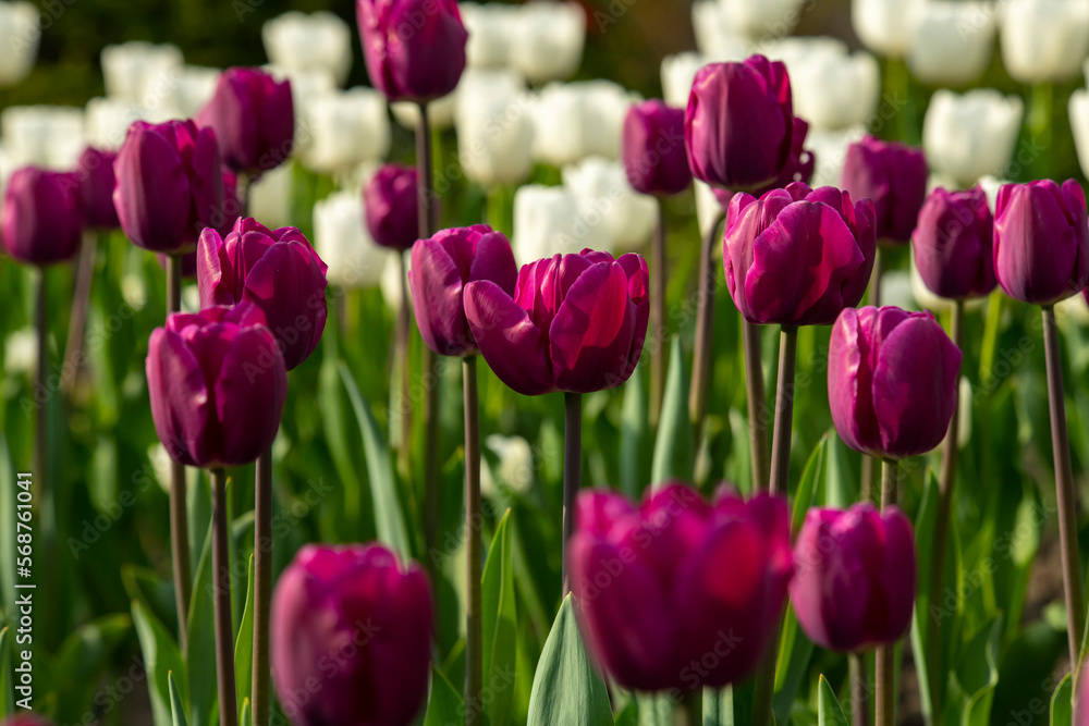 Fototapeta premium Nice color tulip flowers in the spring at sunny morning on main square of Kiev Khreshchatyk, Ukraine