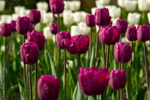 Nice color tulip flowers in the spring at sunny morning on main square of Kiev Khreshchatyk, Ukraine