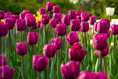 Nice color tulip flowers in the  spring at sunny morning on main square of Kiev Khreshchatyk, Ukraine