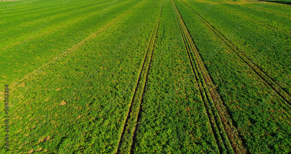 Aerial view of a potato plantation field in the summer. Agriculture industry and potatoes. Aerial view of a potato plantation field in the summer. Agriculture industry and potatoes.