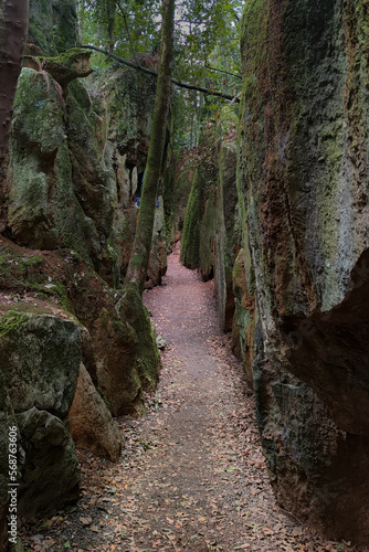 Fototapeta Naklejka Na Ścianę i Meble -  Camino en el bosque