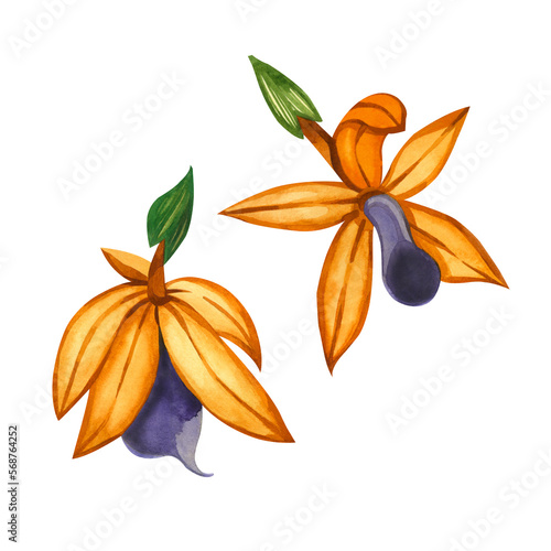 Flowers. Set of watercolor flowers on a white background. Tropical flowers in orange, purple and yellow colors hand drawn in watercolor on a white background. Suitable for printing on fabric, paper.
