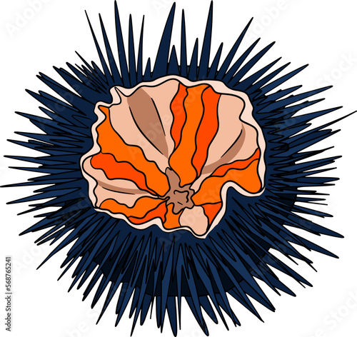Sea urchin. Hand drawn underwater creatures. Vector sea life, seafood. Colored marine animalsanimal, aquarium, aquatic, black, cartoon, collection, cooking, cuisine, doodle, drawing, echinus, echinus 