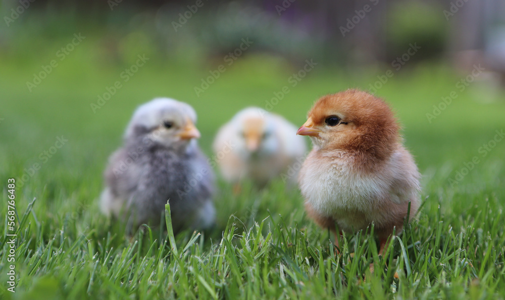 Portrait of three little chickens in green grass. High quality photo