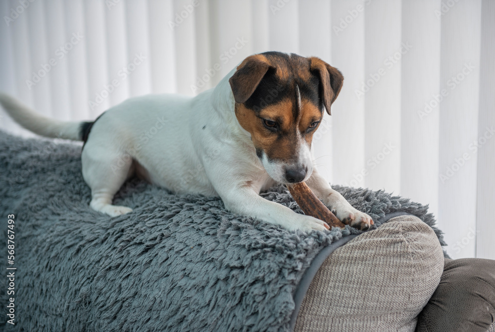 Jack Russell dog with dog chew sitting on the back of a couch at home 