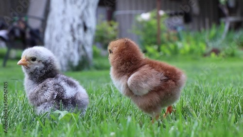 Three little chickens have fun on the green backyard lawn in the garden. High quality FullHD footage