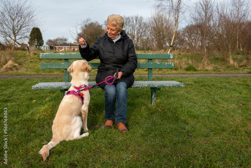 Senior woman sitting on a park bench training young golden retriever dog 