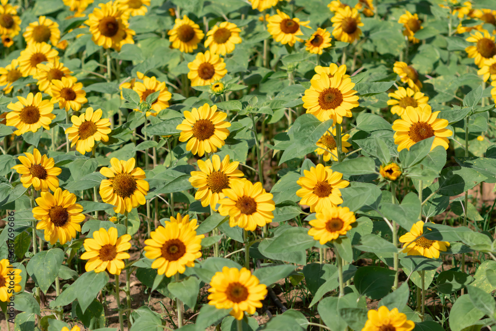 The backdrop of bright yellow sunflowers in a sunflower field that has been planted for tourists to visit and take pictures with beautiful sunflowers.Natural background with copy space for text. The backdrop of bright yellow sunflowers in a sunflower field that has been planted for tourists to visit and take pictures with beautiful sunflowers.Natural background with copy space for text.