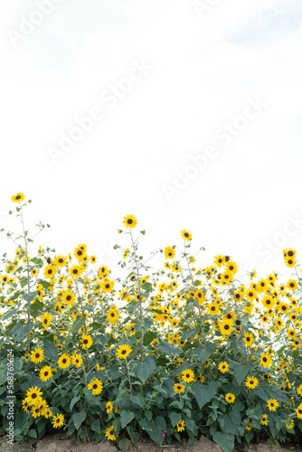 The backdrop of bright yellow sunflowers in a sunflower field that has been planted for tourists to visit and take pictures with beautiful sunflowers.Natural background with copy space for text.