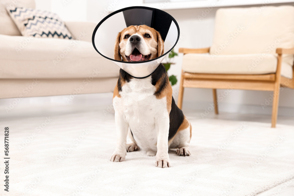 Adorable Beagle dog wearing medical plastic collar on floor indoors