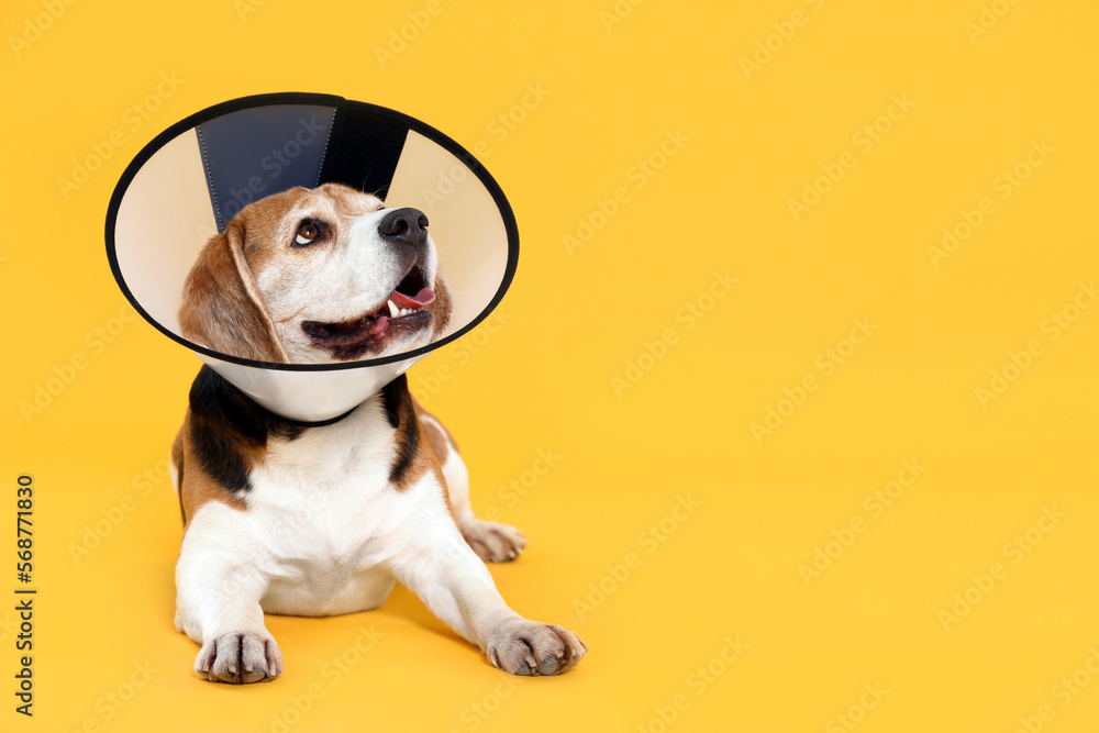 Adorable Beagle dog wearing medical plastic collar on orange background, space for text