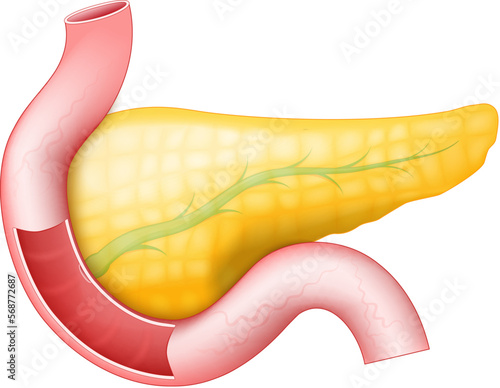Pancreas with pancreatic duct, Duodenum, and Small Intestine on a white background.