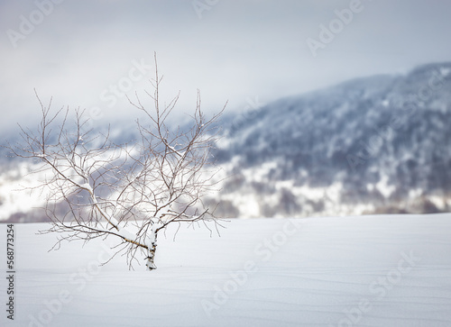 Fototapeta Naklejka Na Ścianę i Meble -  Bieszczady zimą