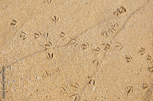 Detail of seagull track footprints in the shoreline sand in Oualidia beach (El Jadida, Casablanca-Settat, Morocco). Concept. Background.