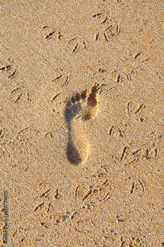 Human left footprint and seagull track footprints in the shoreline sand in Oualidia beach (El Jadida, Casablanca-Settat, Morocco). Concept. Background.