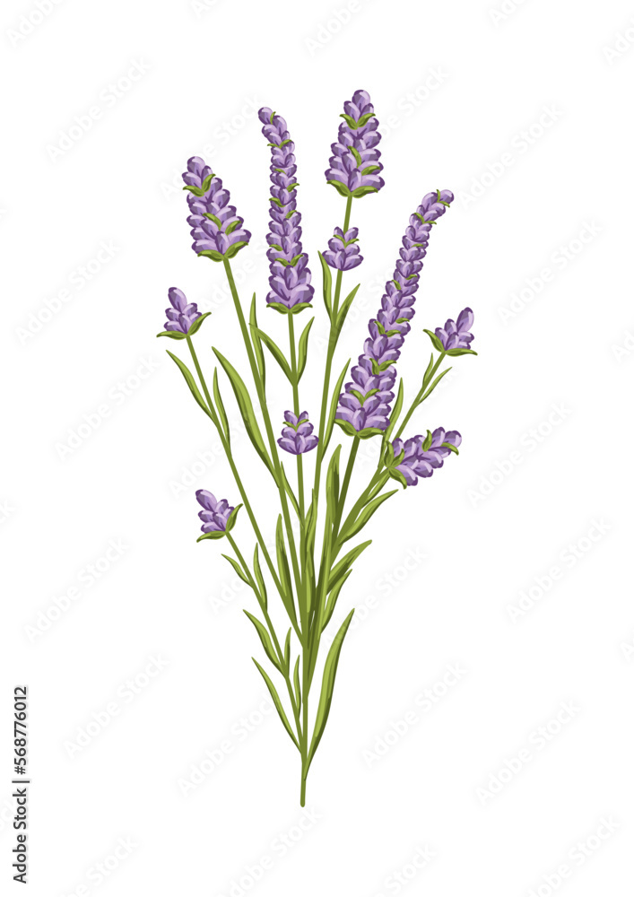 Naklejka premium Lavender flower. Floral design for postcard, poster, ad, decor, fabric and other uses. Vector isolated illustration of fragrant French bouquet.