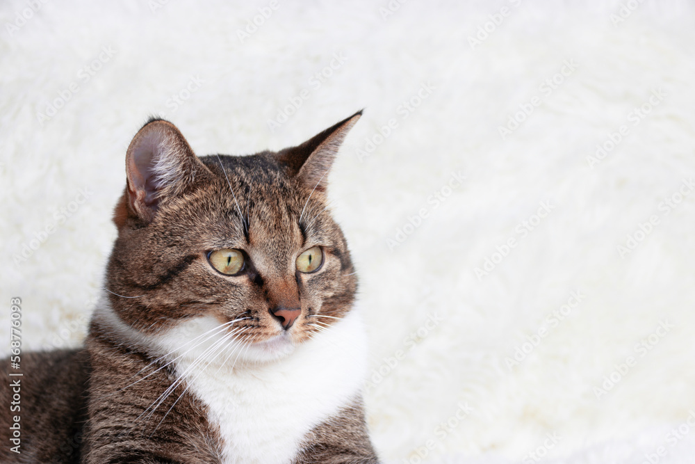Portrait of brown shorthair domestic tabby cat in front of white background. Domestic animal.