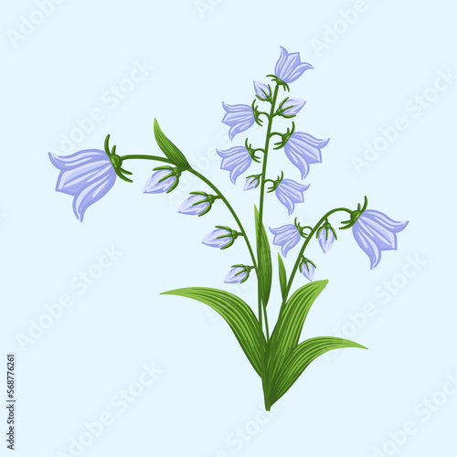Bluebell flower. Floral design for postcard, poster, ad, decor, fabric and other uses. Vector isolated illustration of harebell flower.