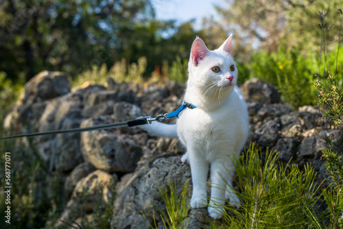 an all-white young cat in a harness on a leash is on a walk in the mountains. sunny day, horizontal