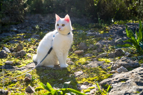 an all-white young cat in a harness on a leash is on a walk in the mountains. sunny day, horizontal