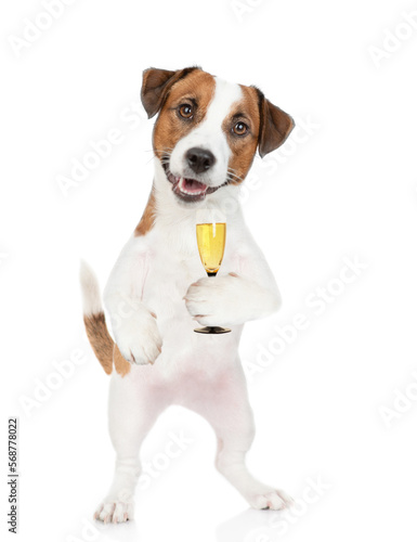 Happy Jack russell terrier puppy holds glass of champagne. isolated on white background © Ermolaev Alexandr