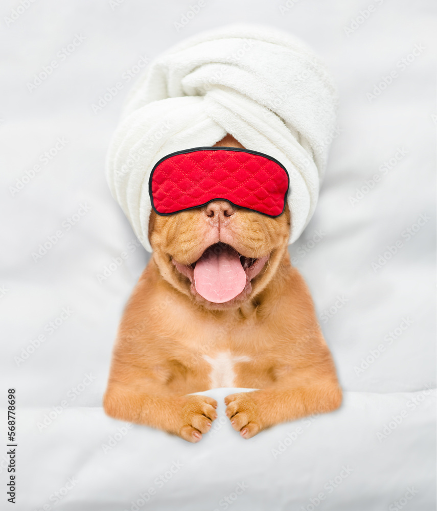 Funny Mastiff puppy with towel on it head and with a piece of cucumber on it eyes relaxing on the bed at beauty salon. Top down view