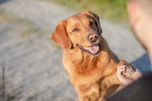 Hund beim Spaziergang im Park, übt Tricks im Sommer in der Natur, Toller