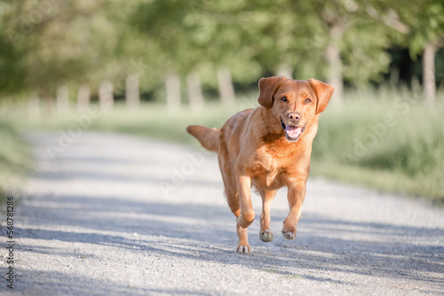 Hund beim Spaziergang im Park, trainiert Rückruf im Sommer in der Natur, Toller