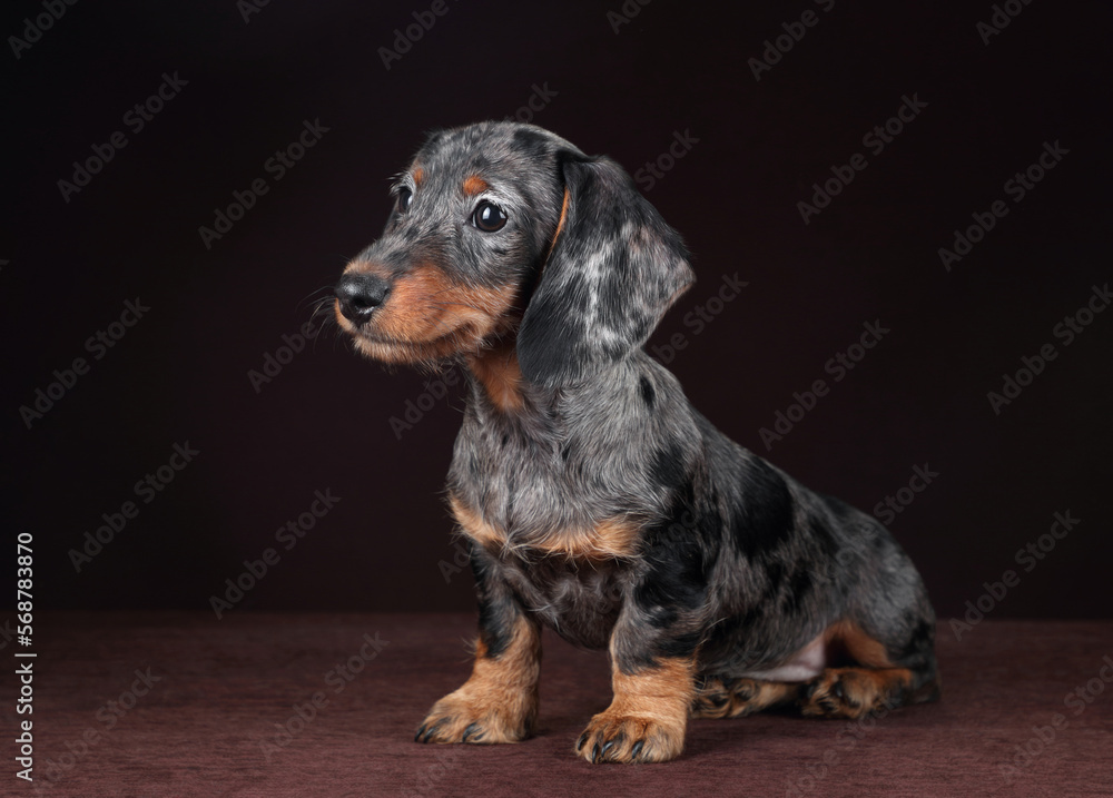 Cute little puppy of wirehaired dachshund on brown background