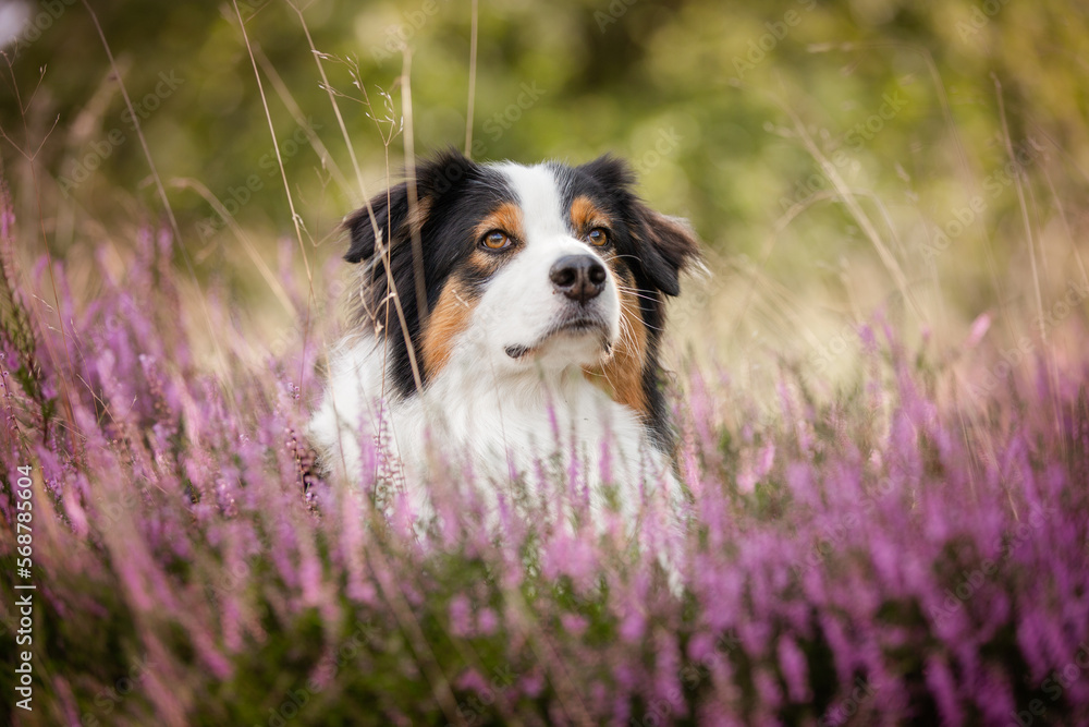 Australian Shepherd black-tri, Hund im Sommer beim Spaziergang in sommerlicher Umgebung, Freilauf ohne Leine Australian Shepherd black-tri, Hund im Sommer beim Spaziergang in sommerlicher Umgebung, Freilauf ohne Leine