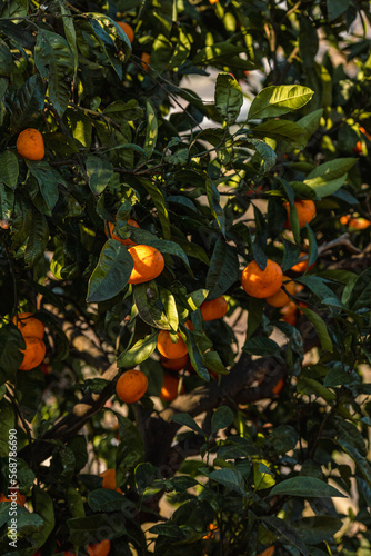 Ripe tangerines on a tree in a tangerine grove