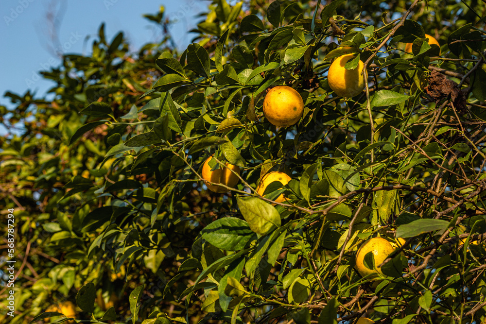 Ripe lemons on the tree