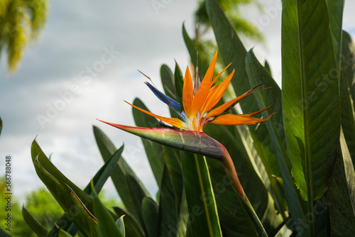 red, orange, blwe Heliconia flower looks like lobster claws photo