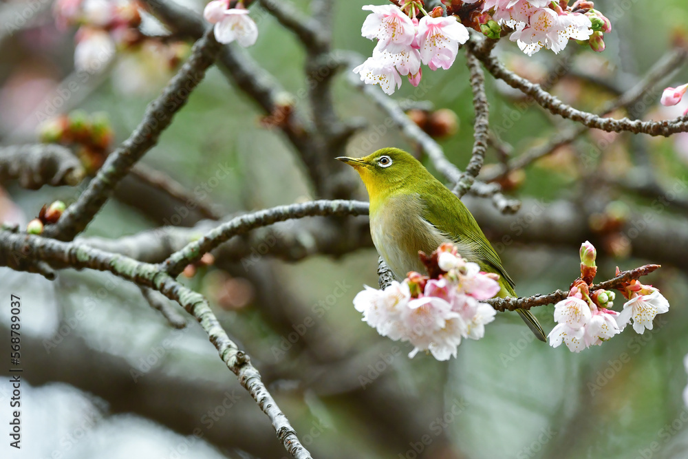 冬にマユミの木の実や寒桜を食べにやってくる、ウグイス色が美しい身近なかわいい小鳥メジロ 冬にマユミの木の実や寒桜を食べにやってくる、ウグイス色が美しい身近なかわいい小鳥メジロ
