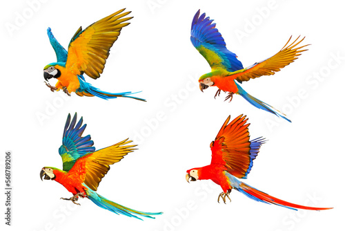 Colorful parrots flying isolated on transparent background png file. High quality instant download parrot png 