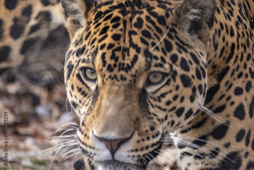 Jaguar Head Close Up Portrait Shot. Beautiful Big Cat From South America.