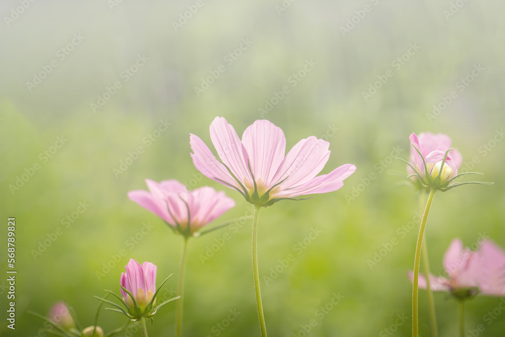 Pink cosmos flowers in the field with bokeh blurred background.