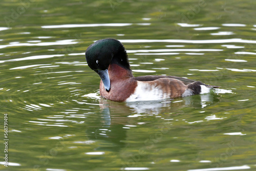 冬に見られる珍しい美しい渡り鳥、絶滅危惧種のアカハジロ