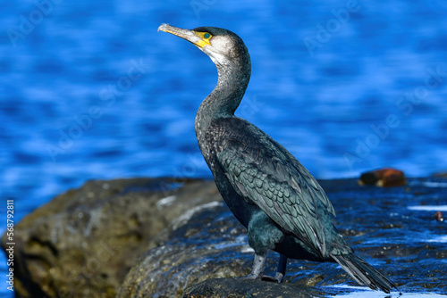 海や川で見られる大型の真っ黒な水鳥、